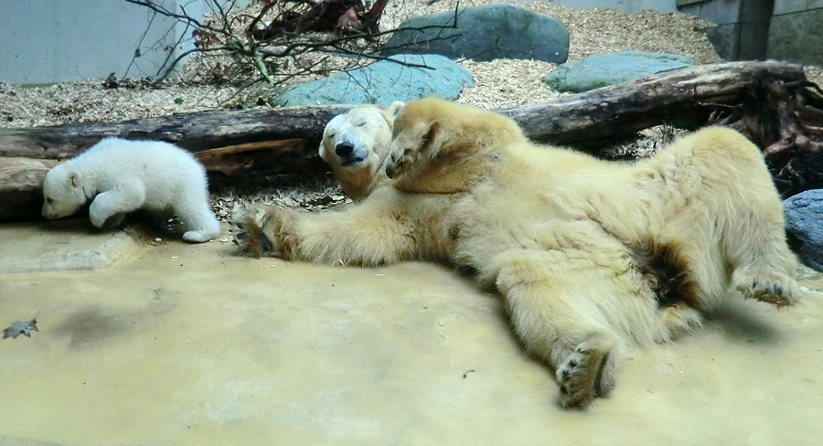 Eisbärin VILMA mit Eisbärbaby ANORI am 30. März 2012 im Zoologischen Garten Wuppertal