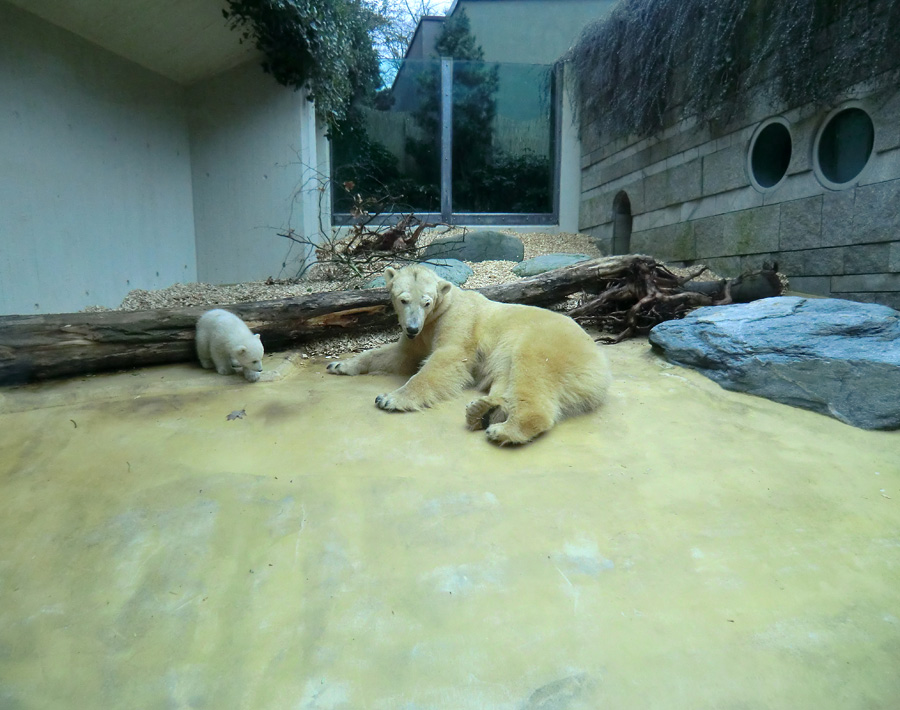 Eisbärin VILMA mit Eisbärbaby ANORI am 30. März 2012 im Wuppertaler Zoo