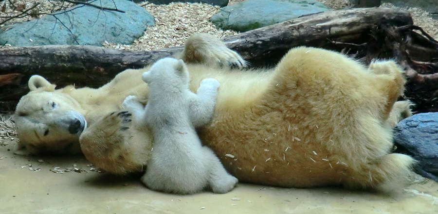 Eisbärin VILMA mit Eisbärbaby ANORI am 30. März 2012 im Zoologischen Garten Wuppertal