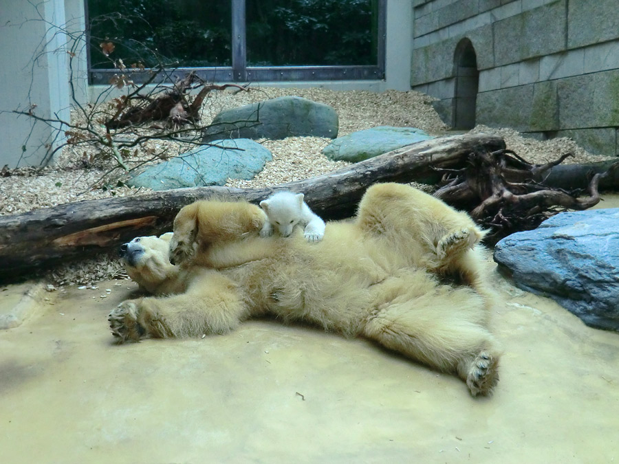 Eisbärin VILMA mit Eisbärbaby ANORI am 30. März 2012 im Wuppertaler Zoo