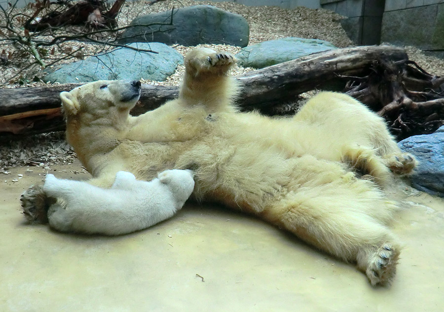 Eisbärin VILMA mit Eisbärbaby ANORI am 30. März 2012 im Zoo Wuppertal