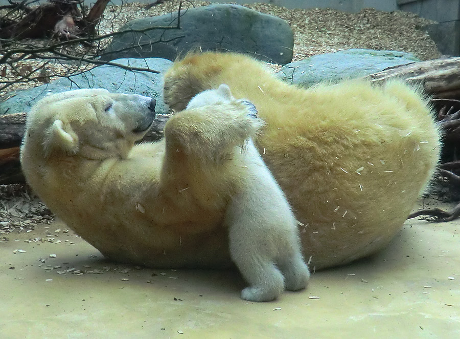 Eisbärin VILMA mit Eisbärbaby ANORI am 30. März 2012 im Zoologischen Garten Wuppertal