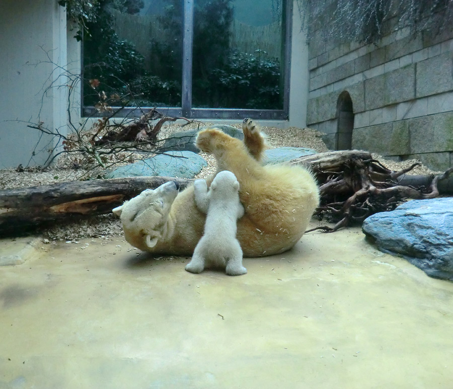 Eisbärin VILMA mit Eisbärbaby ANORI am 30. März 2012 im Wuppertaler Zoo