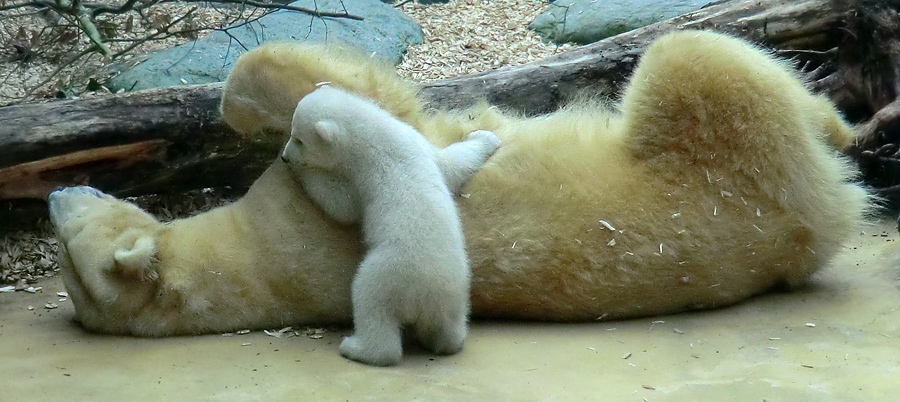 Eisbärin VILMA mit Eisbärbaby ANORI am 30. März 2012 im Zoo Wuppertal