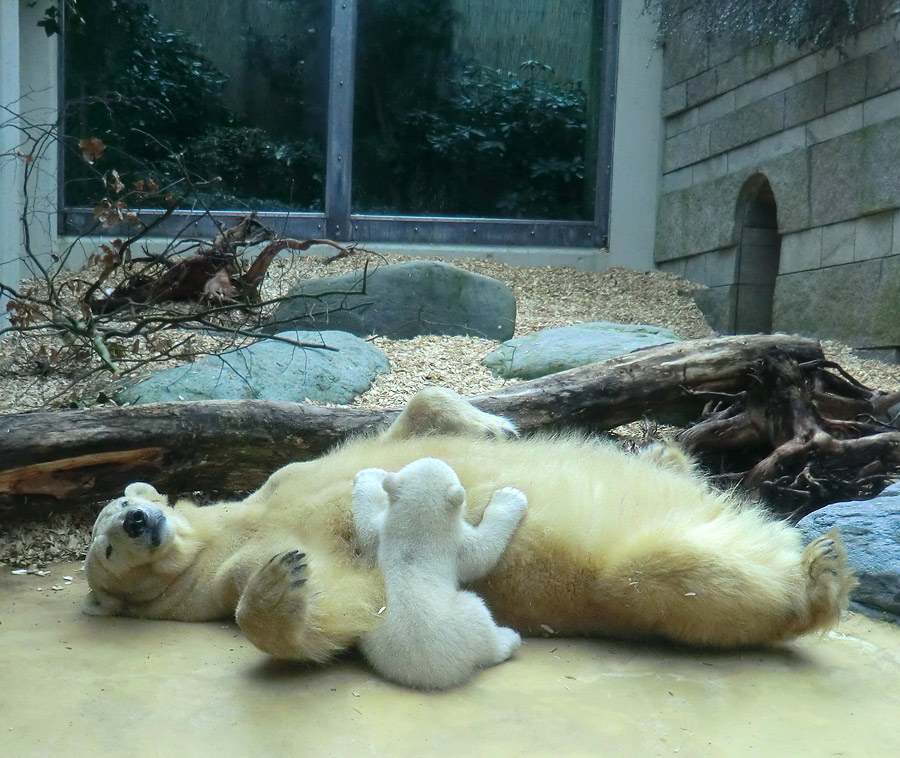 Eisbärin VILMA mit Eisbärbaby ANORI am 30. März 2012 im Zoologischen Garten Wuppertal