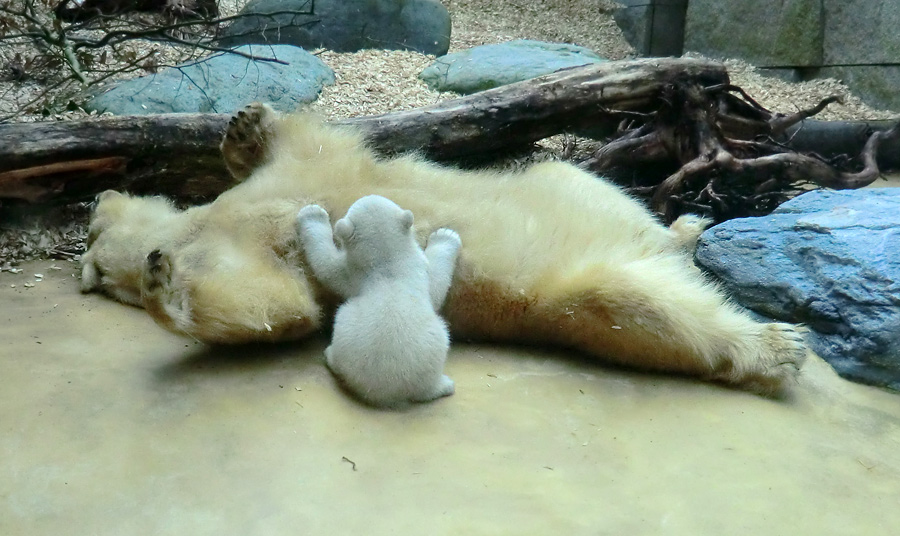 Eisbärin VILMA mit Eisbärbaby ANORI am 30. März 2012 im Wuppertaler Zoo