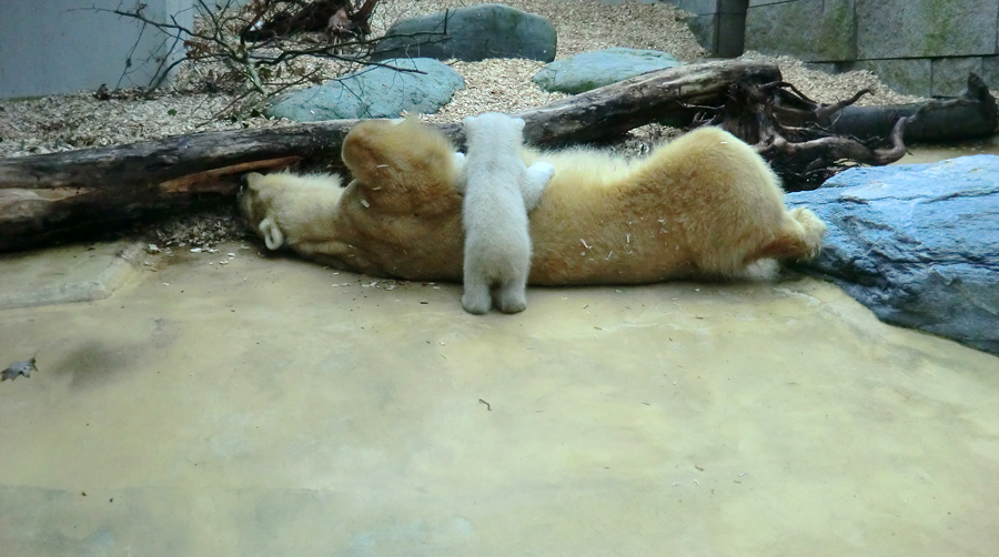 Eisbärin VILMA mit Eisbärbaby ANORI am 30. März 2012 im Zoo Wuppertal