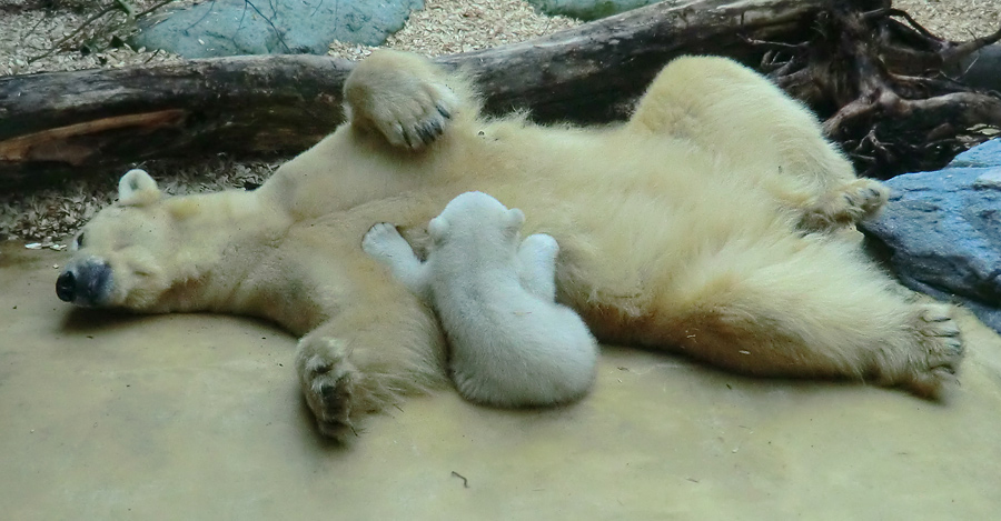 Eisbärin VILMA mit Eisbärbaby ANORI am 30. März 2012 im Zoologischen Garten Wuppertal