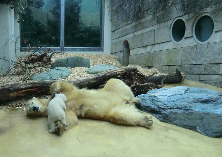 Eisbärin VILMA mit Eisbärbaby ANORI am 30. März 2012 im Wuppertaler Zoo