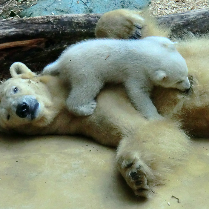 Eisbärin VILMA mit Eisbärbaby ANORI am 30. März 2012 im Wuppertaler Zoo