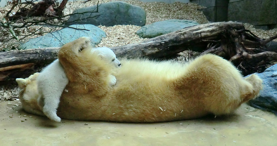 Eisbärin VILMA mit Eisbärbaby ANORI am 30. März 2012 im Zoo Wuppertal