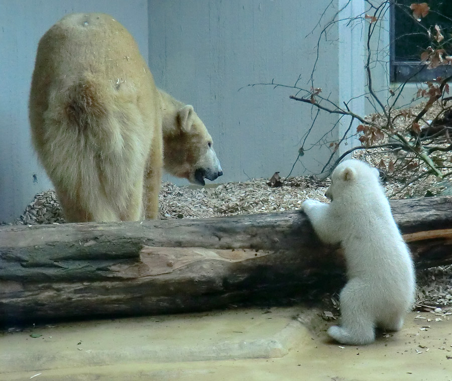 Eisbärin VILMA mit Eisbärbaby ANORI am 30. März 2012 im Zoologischen Garten Wuppertal