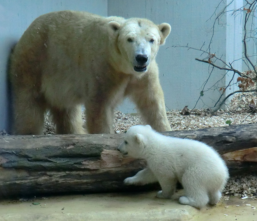 Eisbärin VILMA mit Eisbärbaby ANORI am 30. März 2012 im Wuppertaler Zoo