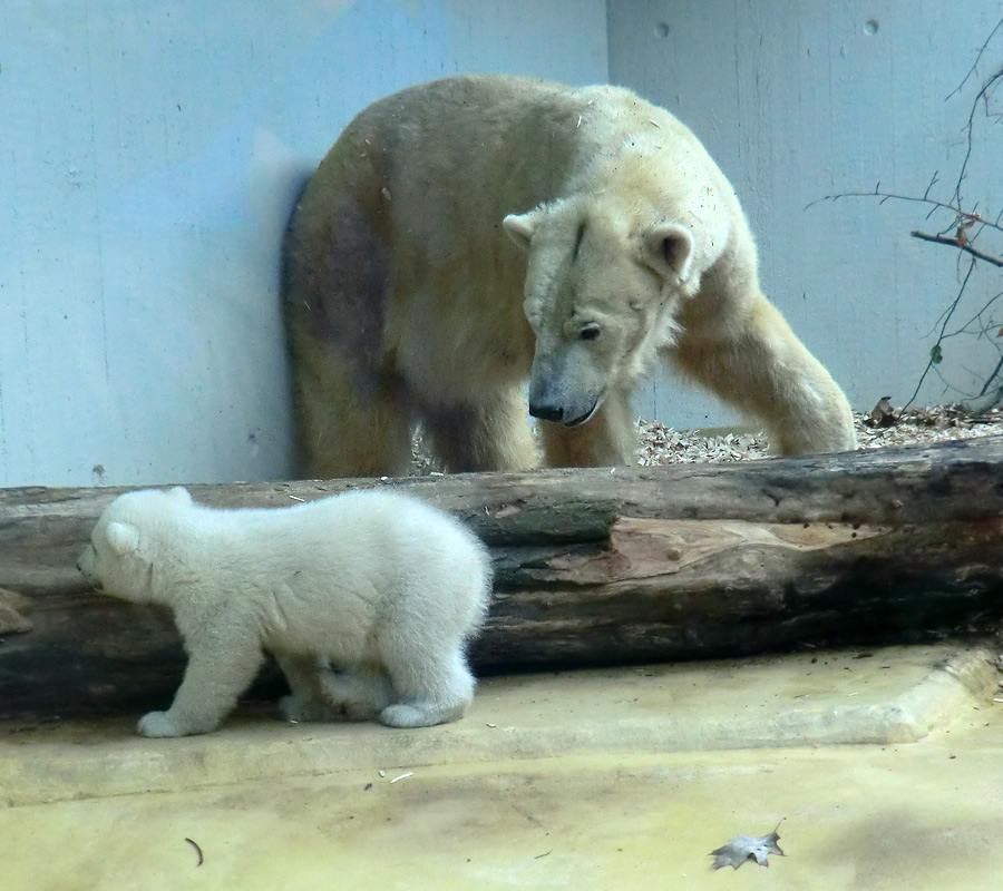 Eisbärin VILMA mit Eisbärbaby ANORI am 30. März 2012 im Zoo Wuppertal