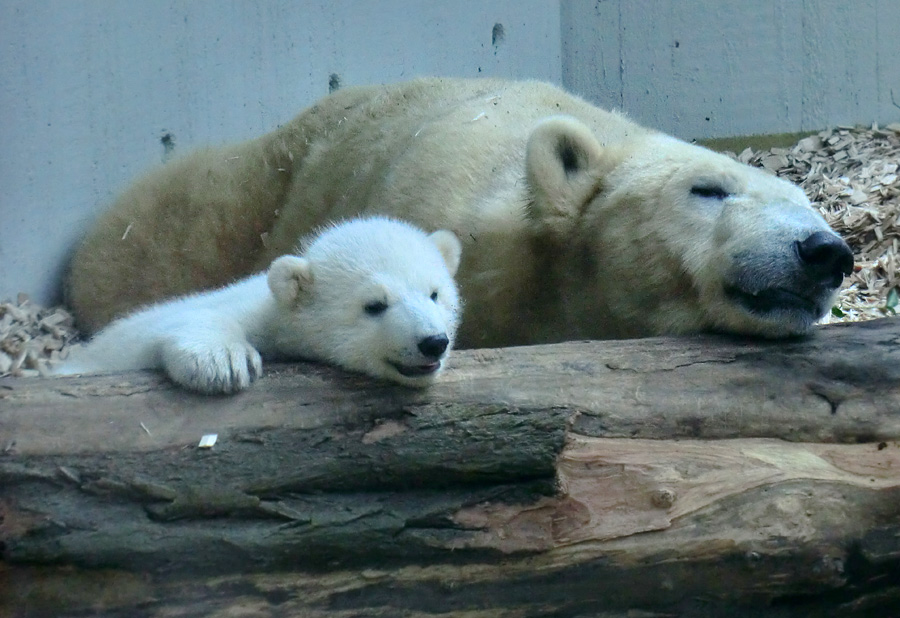 Eisbärin VILMA mit Eisbärbaby ANORI am 30. März 2012 im Wuppertaler Zoo