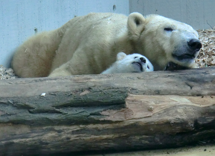 Eisbärin VILMA mit Eisbärbaby ANORI am 30. März 2012 im Zoo Wuppertal