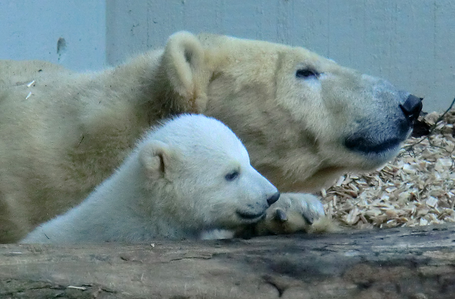 Eisbärin VILMA mit Eisbärbaby ANORI am 30. März 2012 im Zoologischen Garten Wuppertal