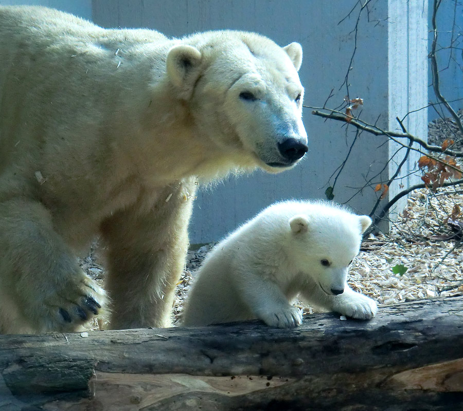 Eisbärin VILMA mit Eisbärbaby ANORI am 30. März 2012 im Wuppertaler Zoo