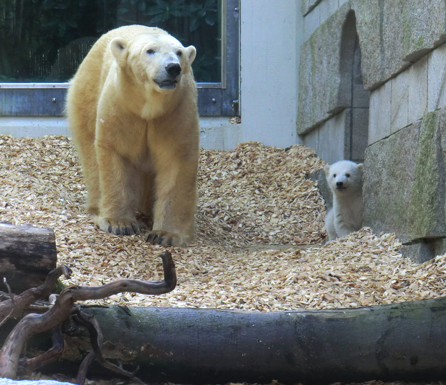 Eisbärin VILMA mit Eisbärbaby ANORI am 30. März 2012 im Zoo Wuppertal