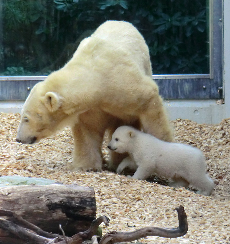 Eisbärin VILMA mit Eisbärbaby ANORI am 30. März 2012 im Zoologischen Garten Wuppertal