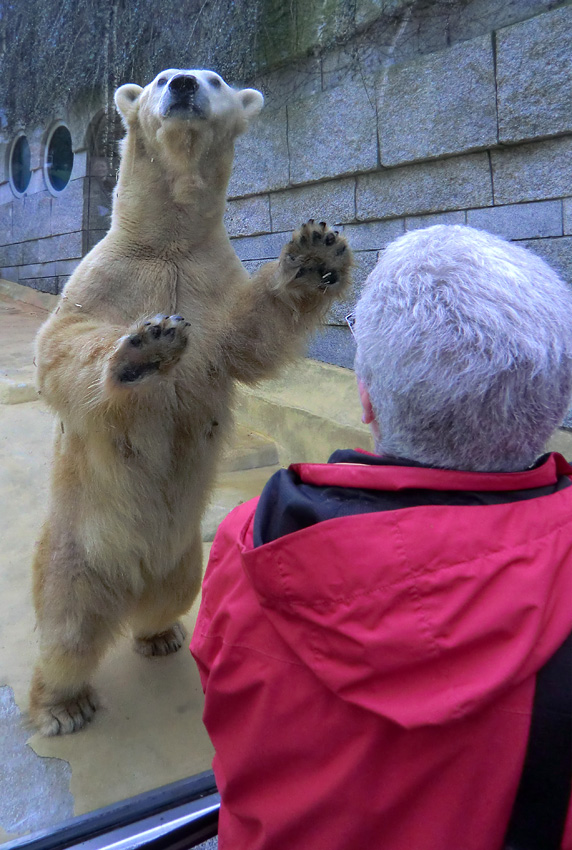 Eisbärin VILMA am 30. März 2012 im Wuppertaler Zoo