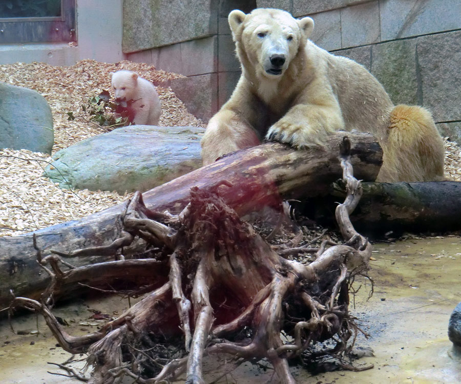 Eisbärin VILMA mit Eisbärbaby ANORI am 31. März 2012 im Zoologischen Garten Wuppertal