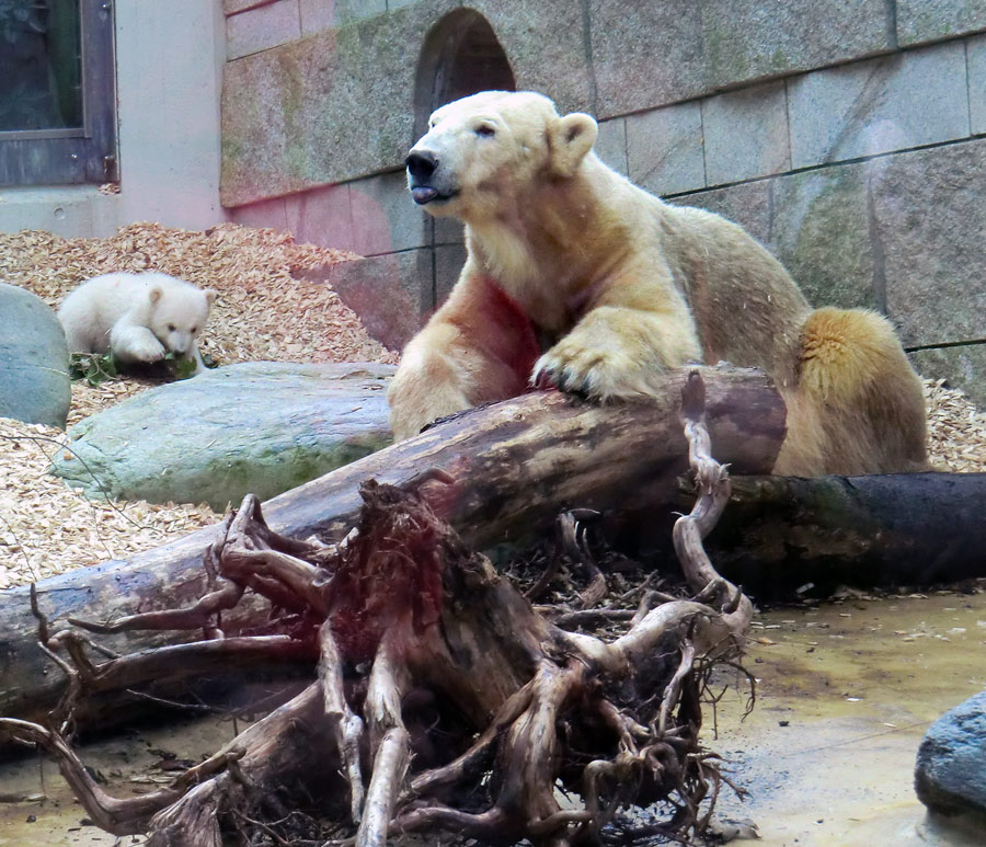 Eisbärin VILMA mit Eisbärbaby ANORI am 31. März 2012 im Wuppertaler Zoo