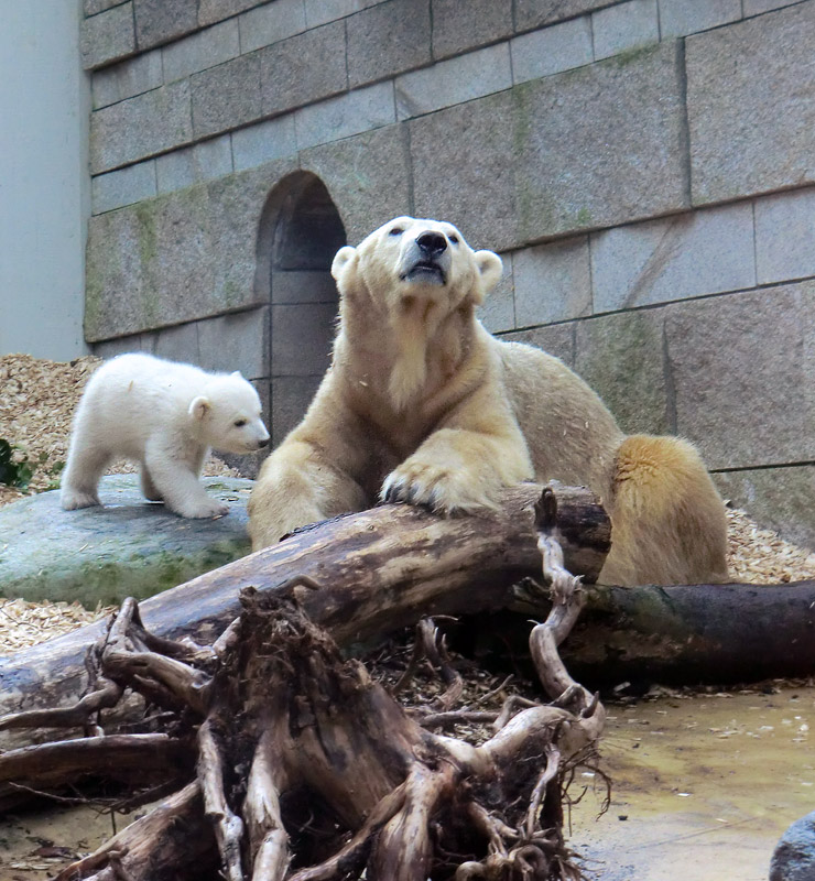 Eisbärin VILMA mit Eisbärbaby ANORI am 31. März 2012 im Zoo Wuppertal