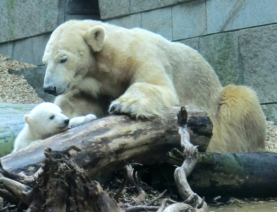 Eisbärin VILMA mit Eisbärbaby ANORI am 31. März 2012 im Zoologischen Garten Wuppertal