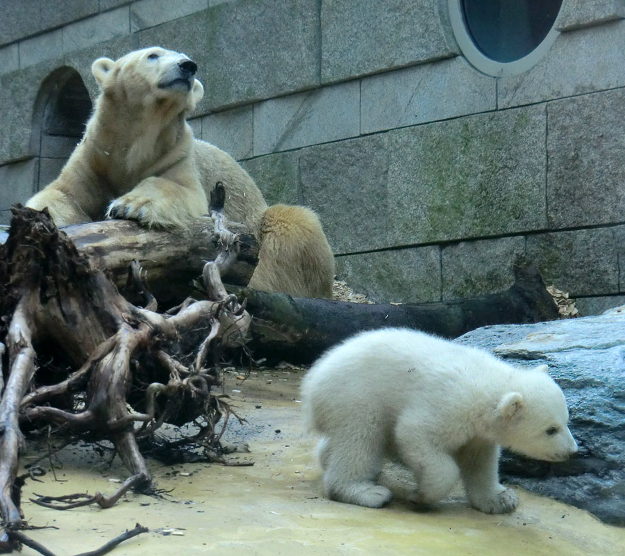 Eisbärin VILMA mit Eisbärbaby ANORI am 31. März 2012 im Wuppertaler Zoo