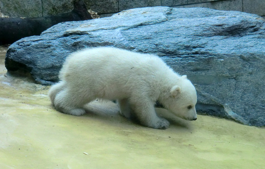 Eisbärbaby ANORI am 31. März 2012 im Zoo Wuppertal