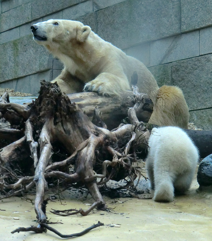 Eisbärin VILMA mit Eisbärbaby ANORI am 31. März 2012 im Zoologischen Garten Wuppertal