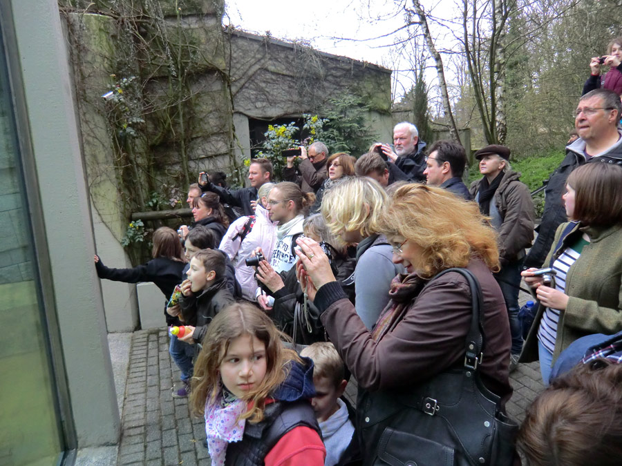 Besucher/innen vor der kleinen Außenanlage mit Eisbärin VILMA mit Eisbärbaby ANORI am 31. März 2012 im Zoo Wuppertal