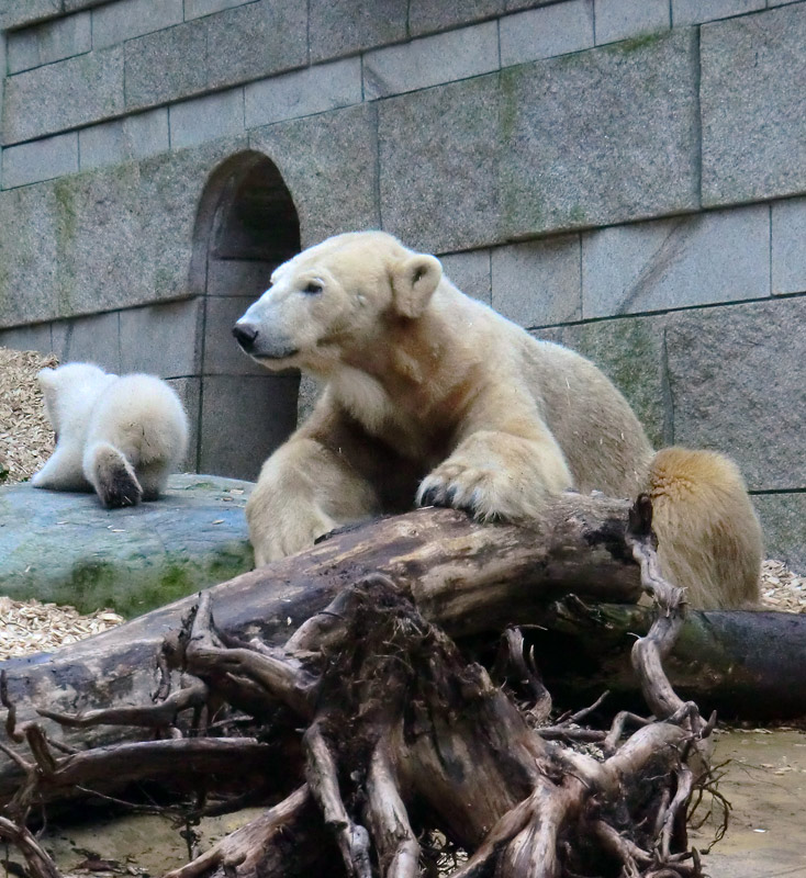 Eisbärin VILMA mit Eisbärbaby ANORI am 31. März 2012 im Zoo Wuppertal