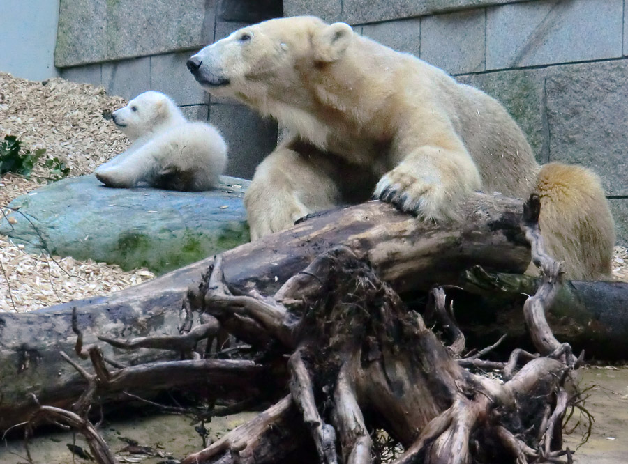 Eisbärin VILMA mit Eisbärbaby ANORI am 31. März 2012 im Zoologischen Garten Wuppertal