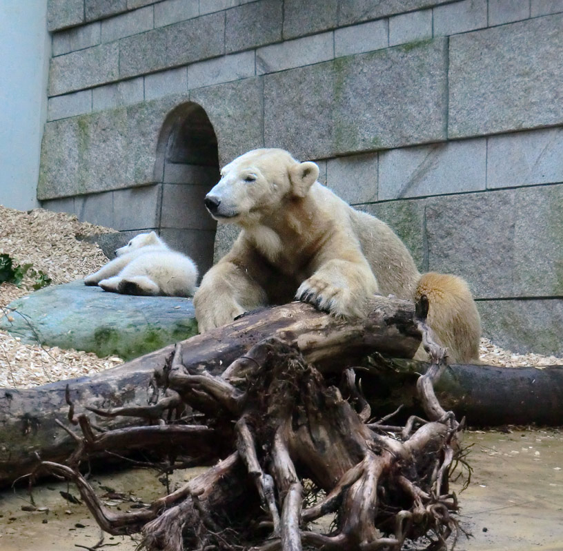 Eisbärin VILMA mit Eisbärbaby ANORI am 31. März 2012 im Wuppertaler Zoo