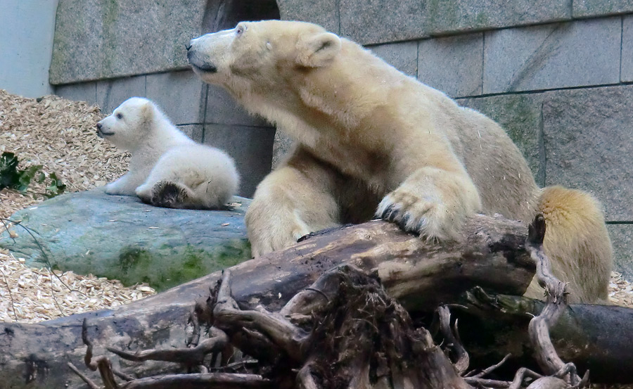 Eisbärin VILMA mit Eisbärbaby ANORI am 31. März 2012 im Zoo Wuppertal