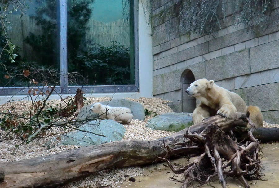 Eisbärin VILMA mit Eisbärbaby ANORI am 31. März 2012 im Zoologischen Garten Wuppertal