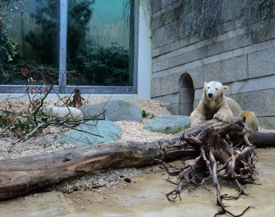 Eisbärin VILMA mit Eisbärbaby ANORI am 31. März 2012 im Wuppertaler Zoo