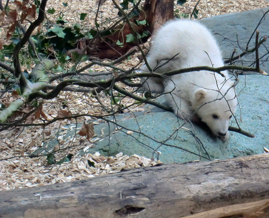 Eisbärbaby ANORI am 31. März 2012 im Wuppertaler Zoo