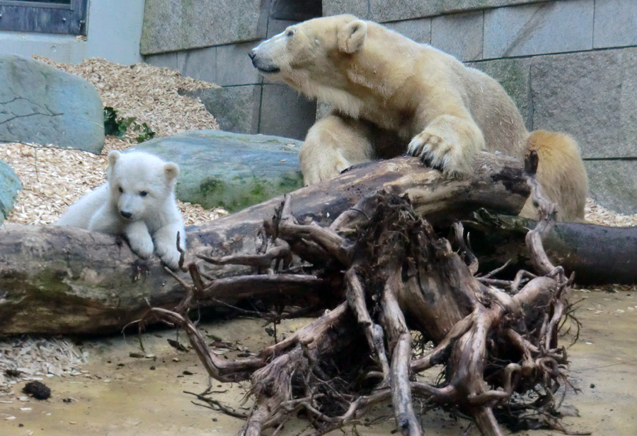 Eisbärin VILMA mit Eisbärbaby ANORI am 31. März 2012 im Zoo Wuppertal