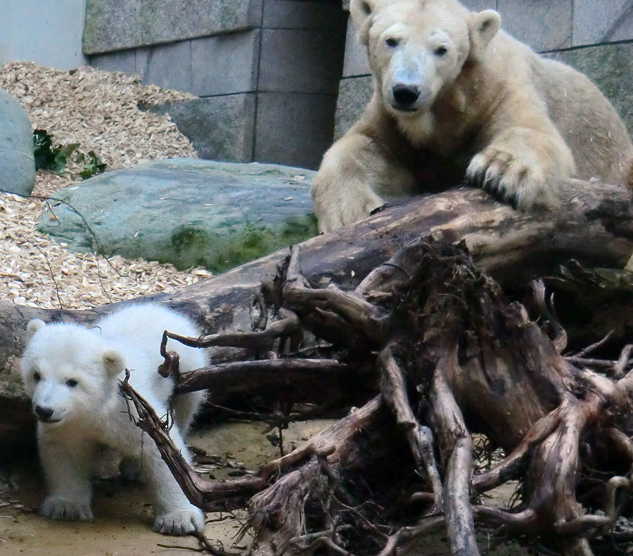 Eisbärin VILMA mit Eisbärbaby ANORI am 31. März 2012 im Zoologischen Garten Wuppertal