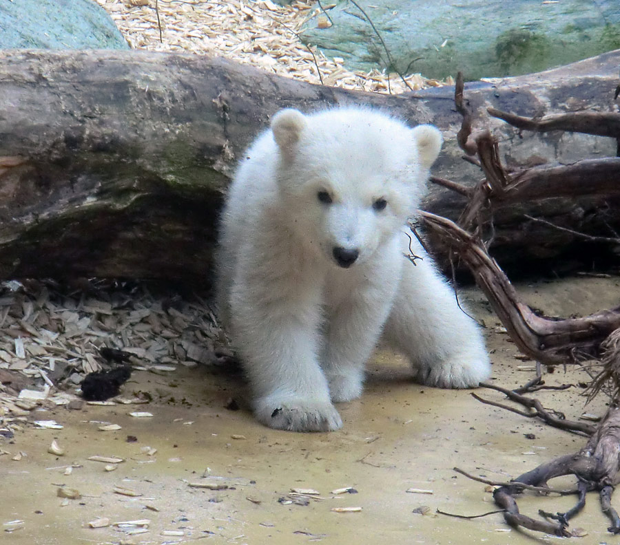 Eisbärbaby ANORI am 31. März 2012 im Wuppertaler Zoo