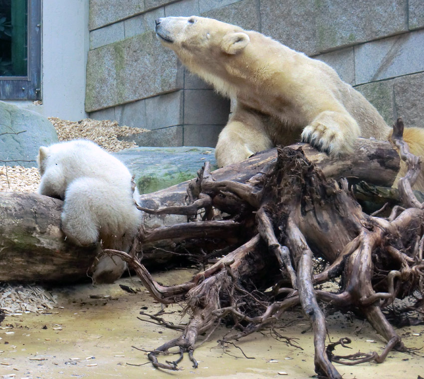 Eisbärin VILMA mit Eisbärbaby ANORI am 31. März 2012 im Zoo Wuppertal