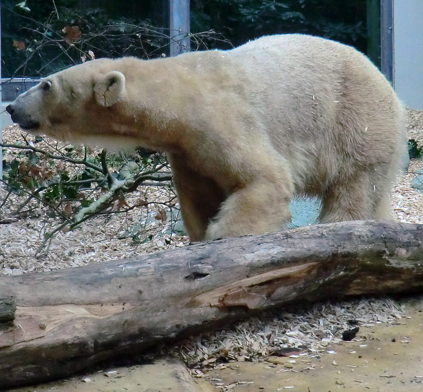 Eisbärin VILMA am 31. März 2012 im Wuppertaler Zoo