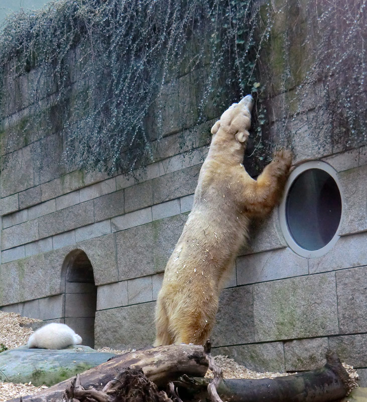 Eisbärin VILMA mit Eisbärbaby ANORI am 31. März 2012 im Zoo Wuppertal