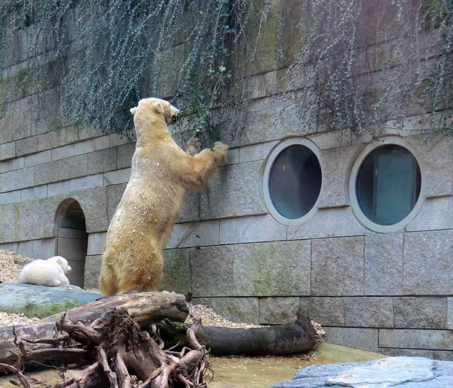 Eisbärin VILMA mit Eisbärbaby ANORI am 31. März 2012 im Zoologischen Garten Wuppertal