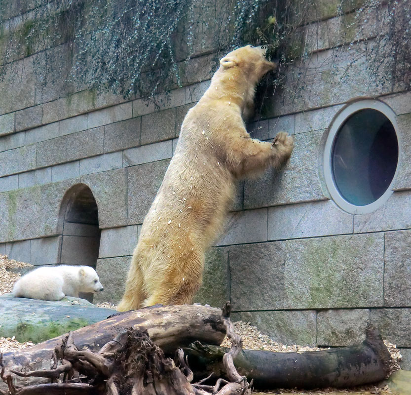 Eisbärin VILMA mit Eisbärbaby ANORI am 31. März 2012 im Wuppertaler Zoo