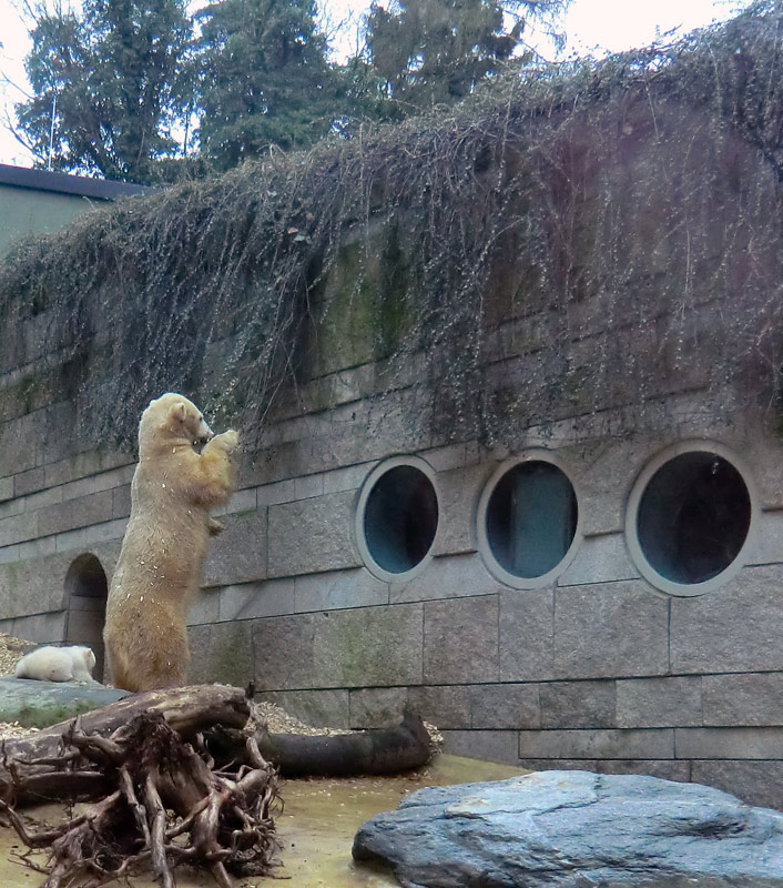 Eisbärin VILMA mit Eisbärbaby ANORI am 31. März 2012 im Zoologischen Garten Wuppertal