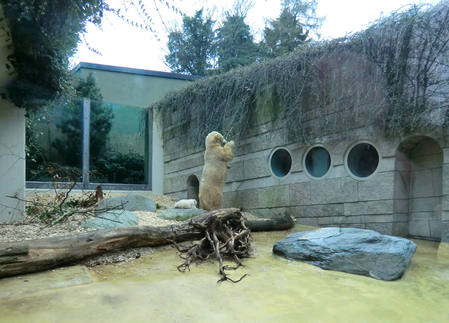 Eisbärin VILMA mit Eisbärbaby ANORI am 31. März 2012 im Zoo Wuppertal